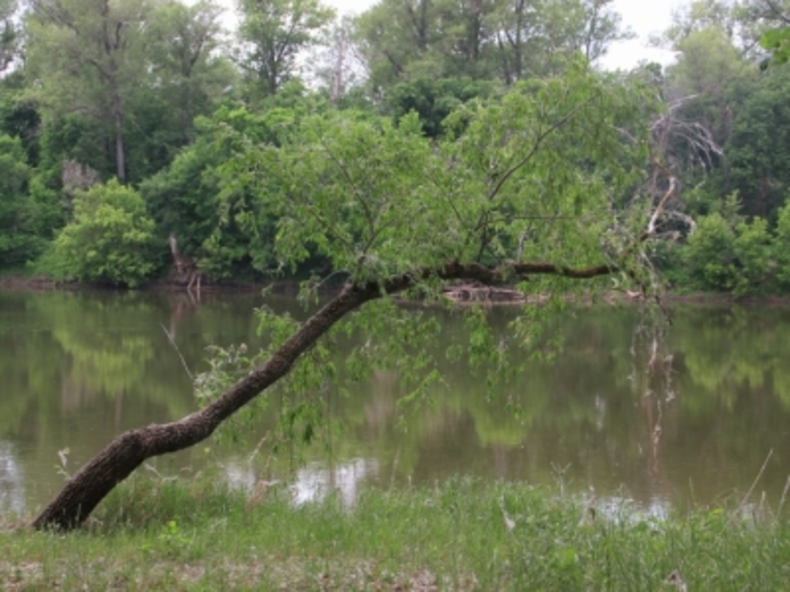 Хәсилә тугае