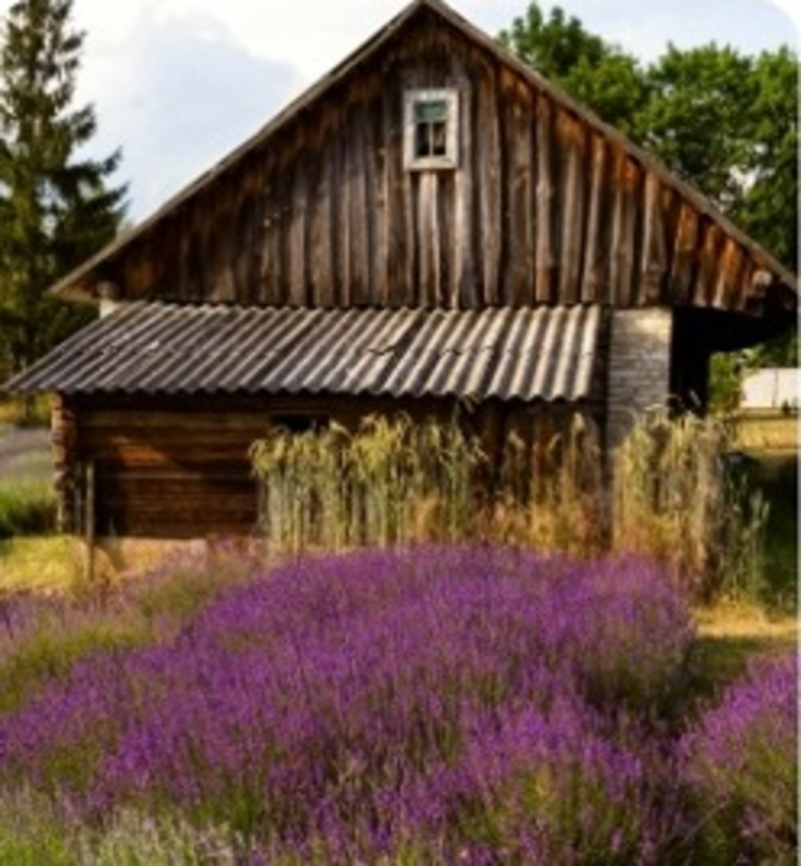 Әмир ӘМИНЕВ. Йолдызак. Повесть (2)