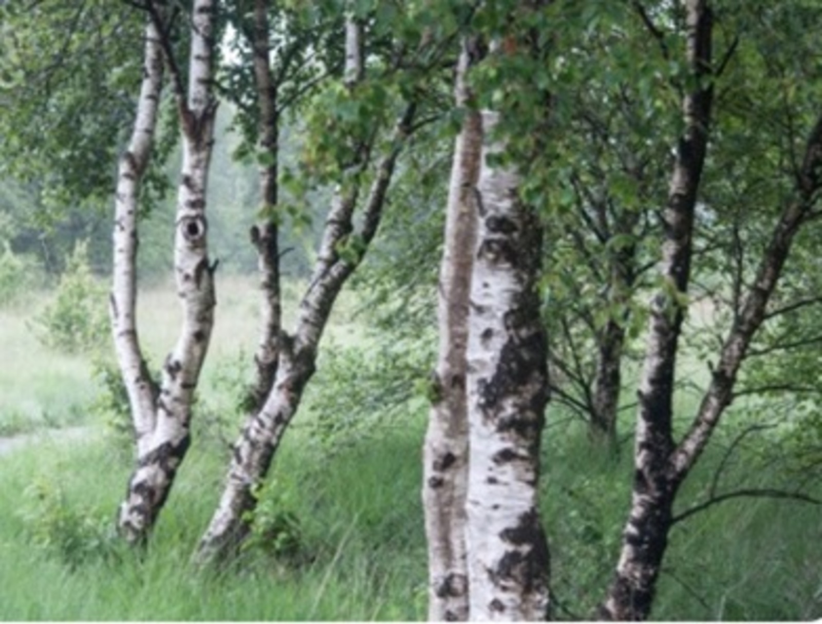 Каеннарда кайгы бар