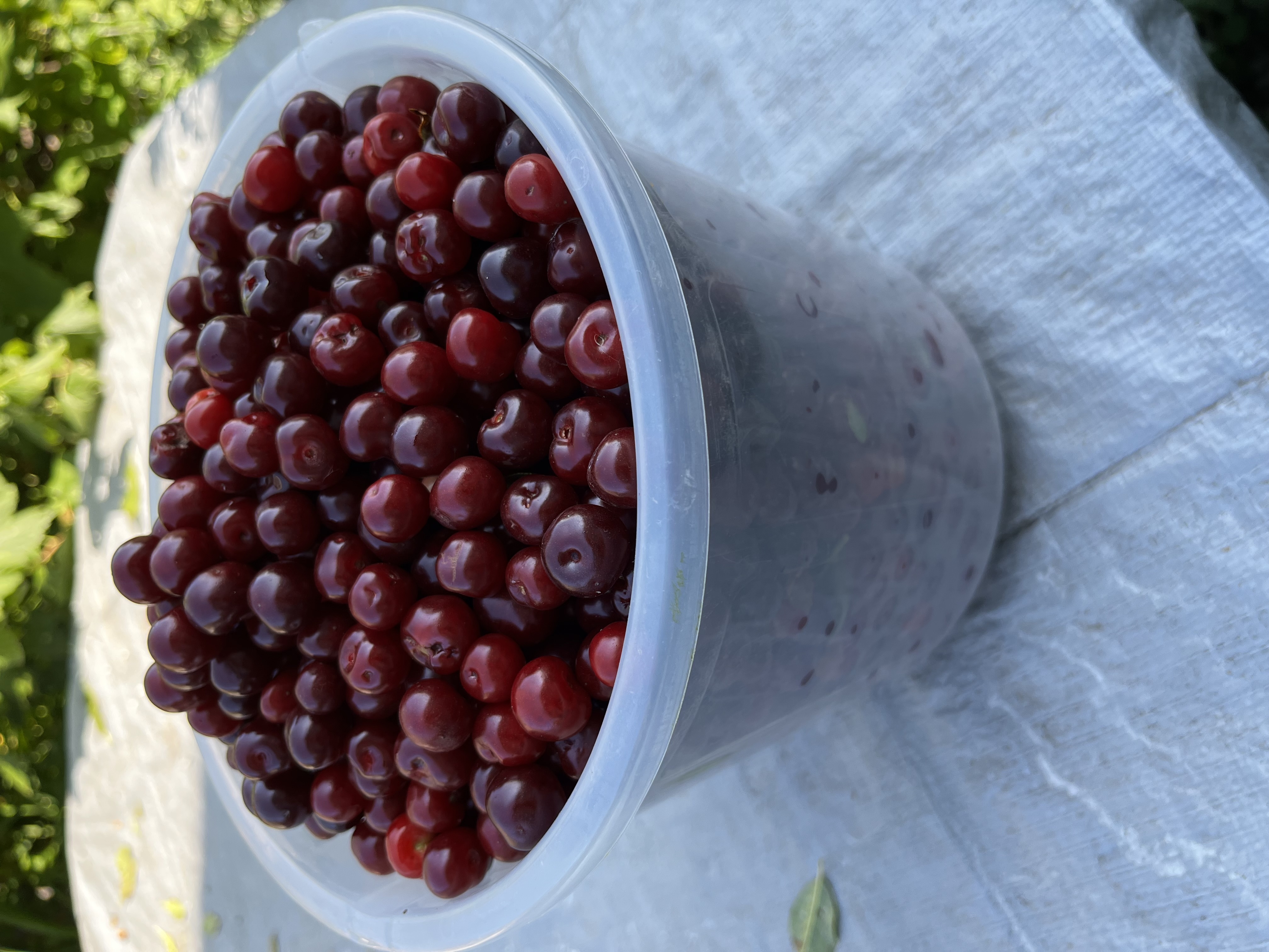 Чия вареньесы