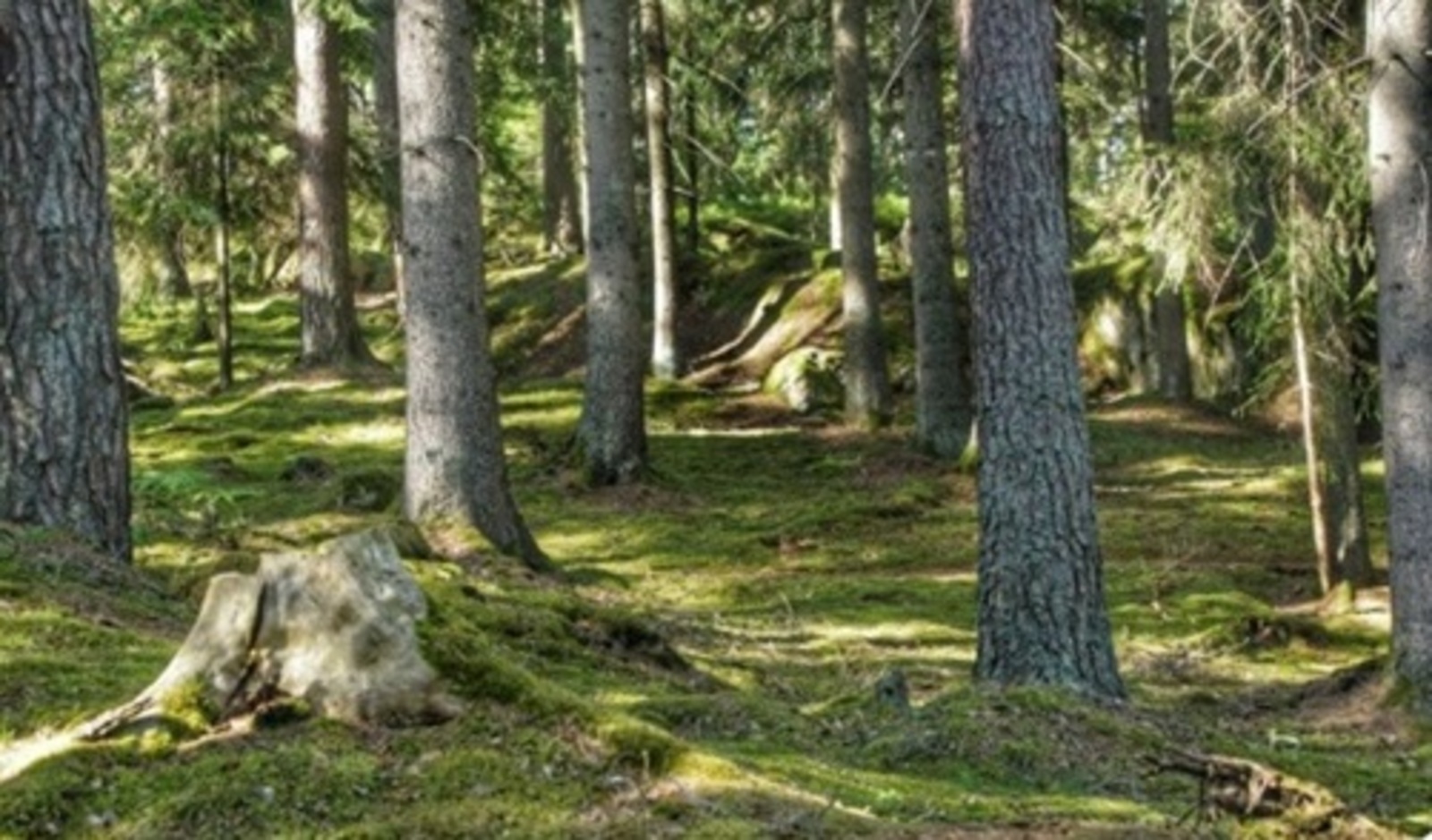 Марат КӘБИРОВ. Кайту. Повесть (14)