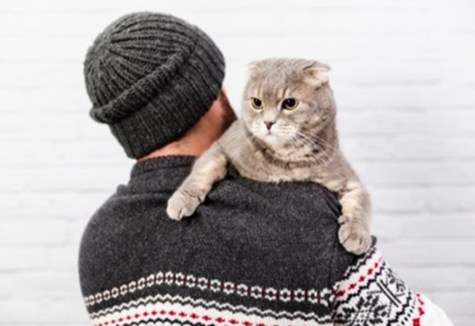 Шәфкать ГАНИЕВ. Песи ит алырга булыша