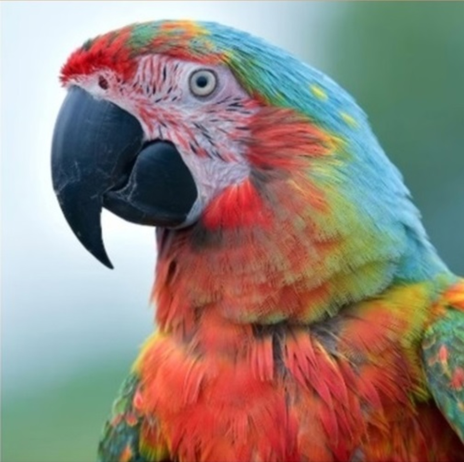 Әхсән БАЯН. Шаярту бәясе