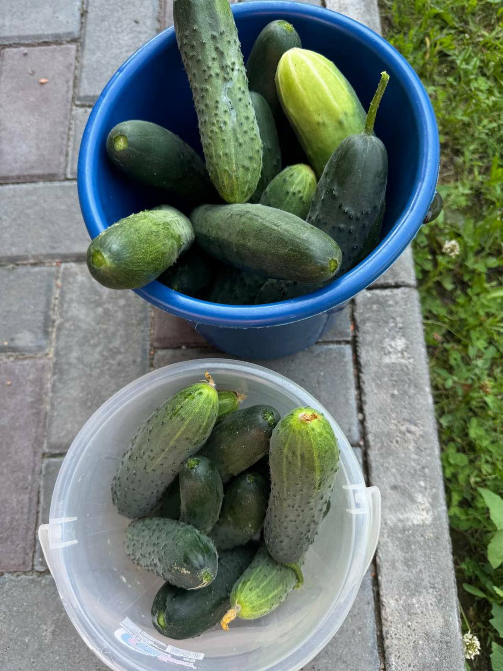 Җырчы Ләйсән ГЫЙМАЕВА кыяр тозларга чакыра!