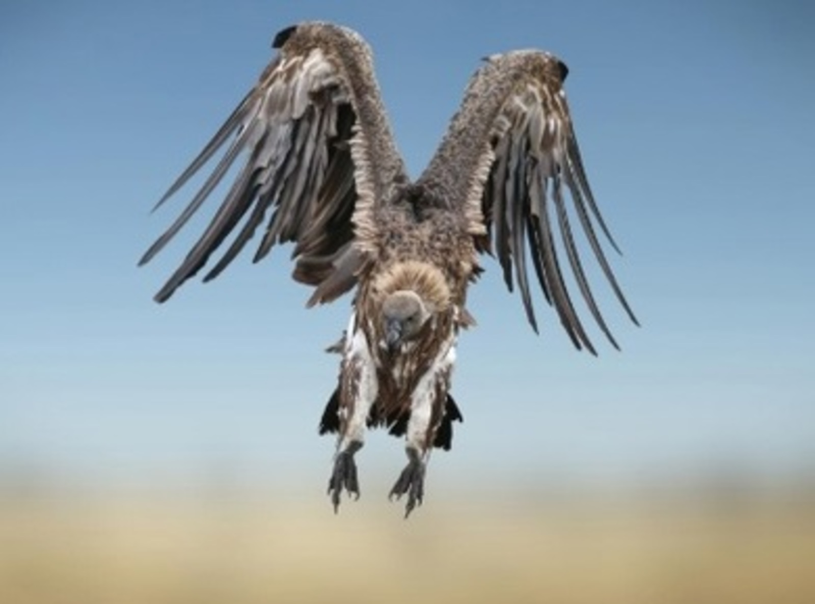 Әхсән БАЯН. Бөркетнең хәтере калды