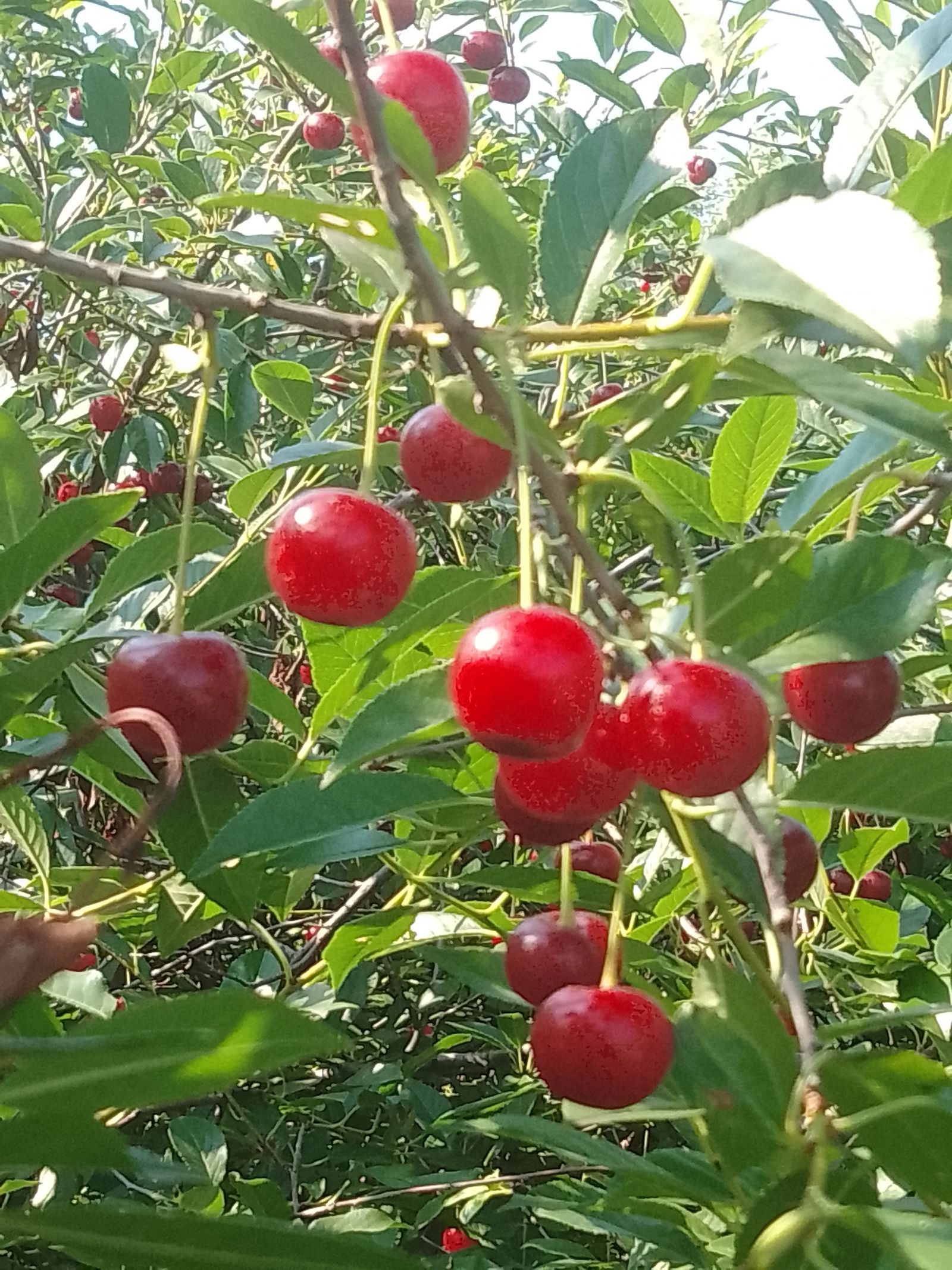 Зәйфә САЛИХОВА. “Әтиемнеке ул...”