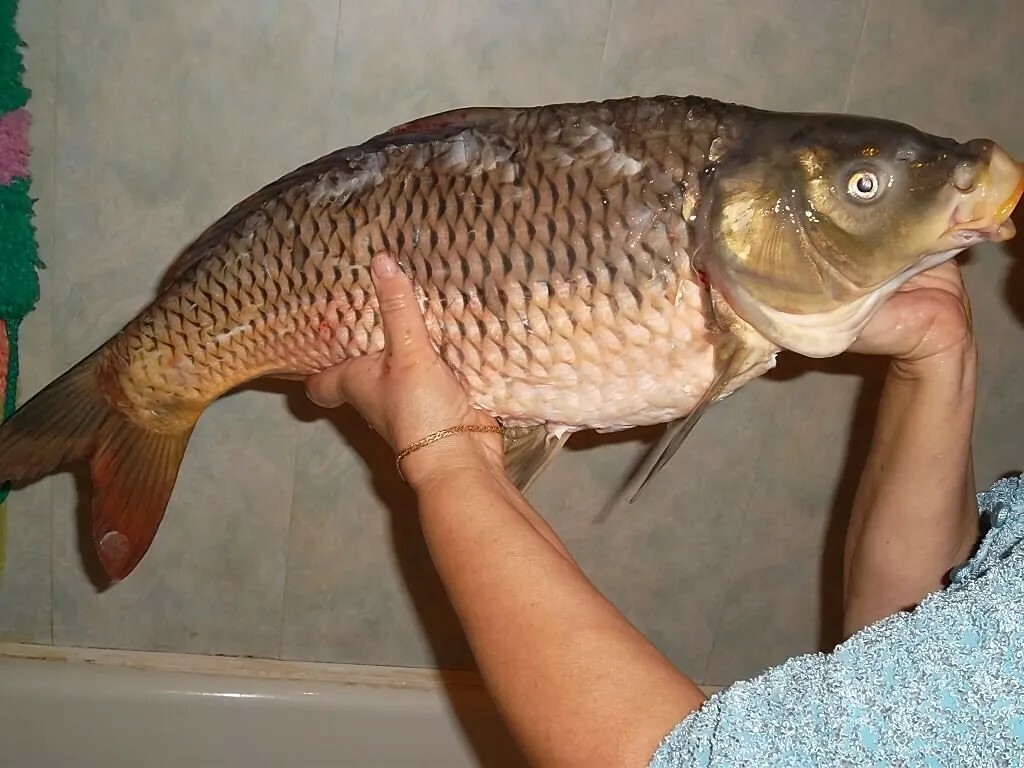 Ирек ФӘТХЕЛИСЛАМОВ. Балыкчы маҗаралары