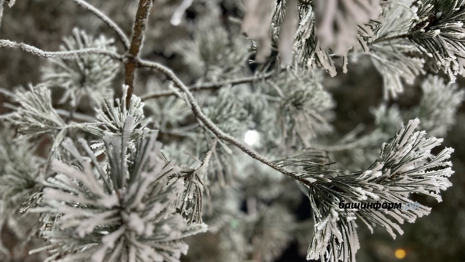 Суык бабай кайда кунган?