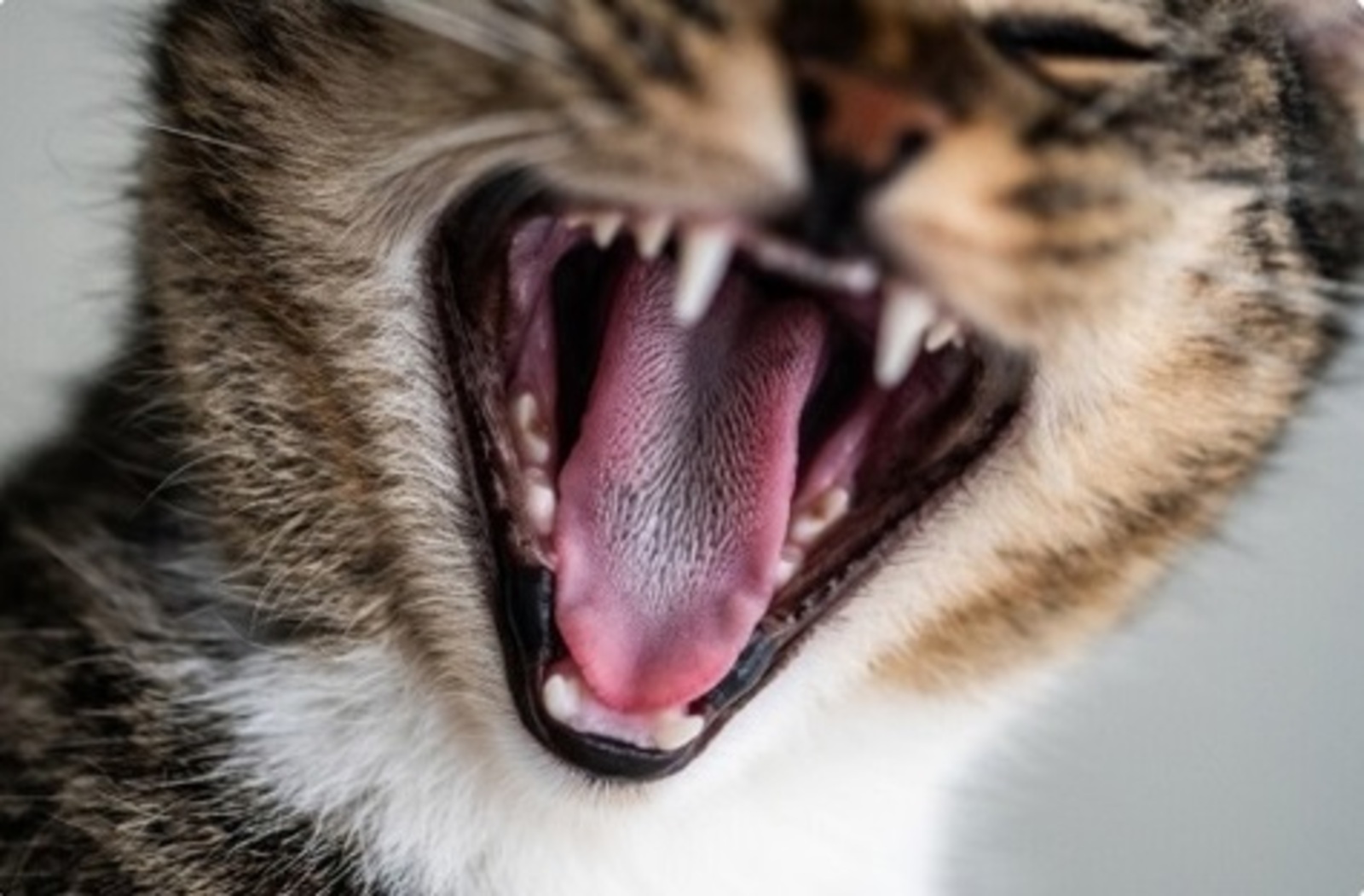 Әхсән БАЯН. Затлы мәче