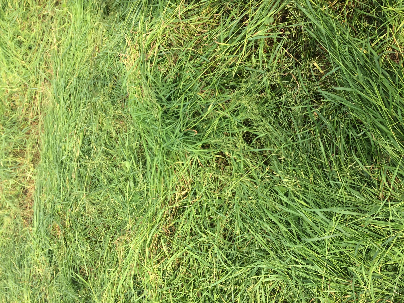 Шәрип тезмәсе