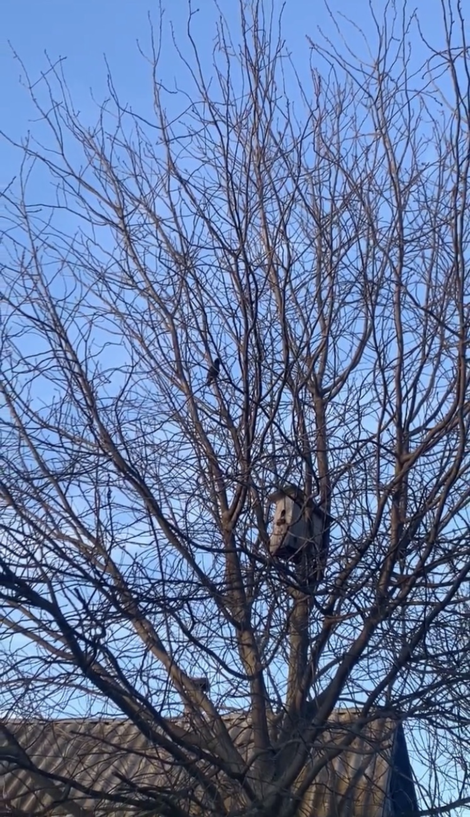 Регина Гәрәева. Табигать бүләге. Нәсер.