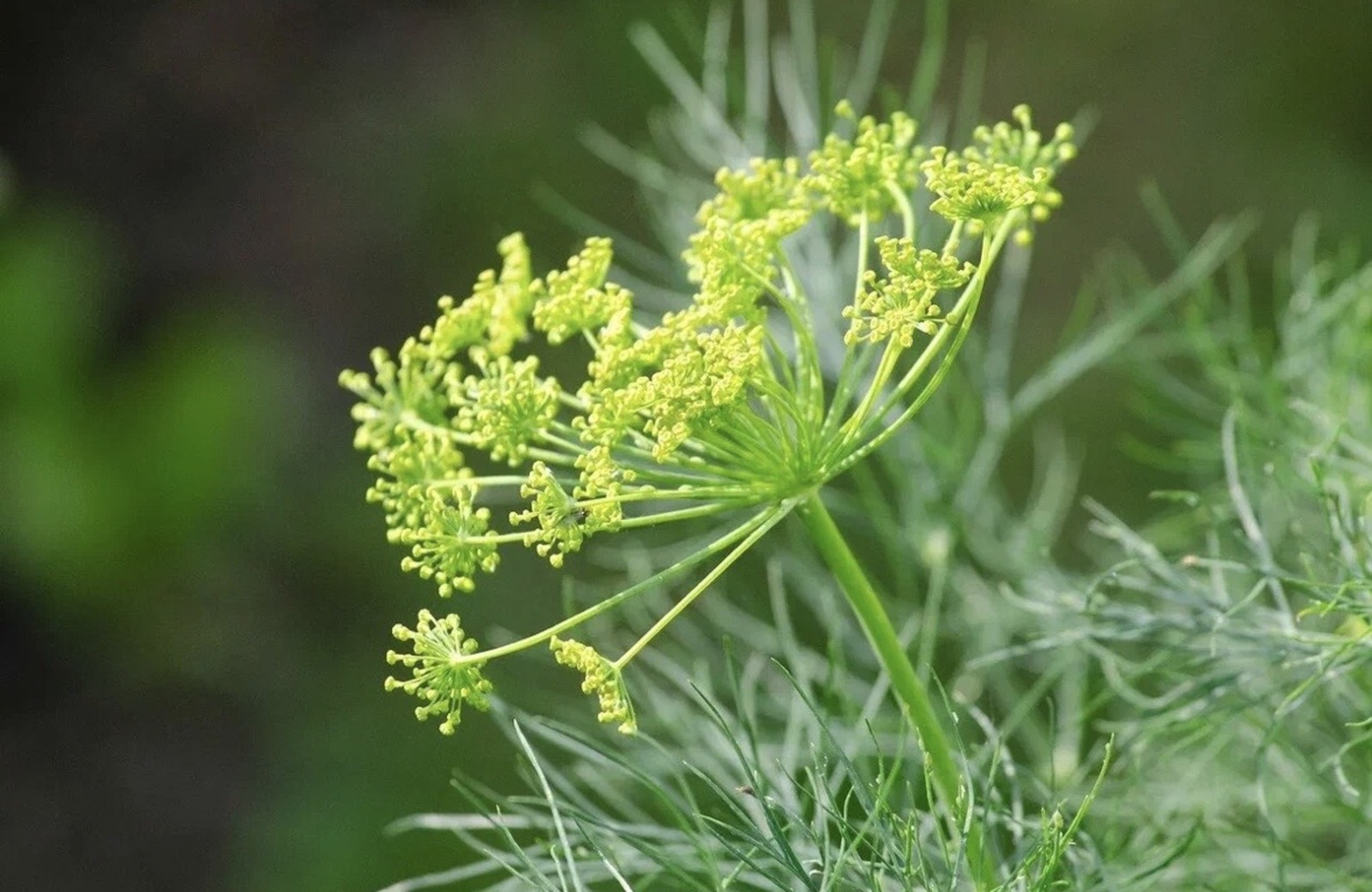 Укроп бик файдалы үсемлек икән!