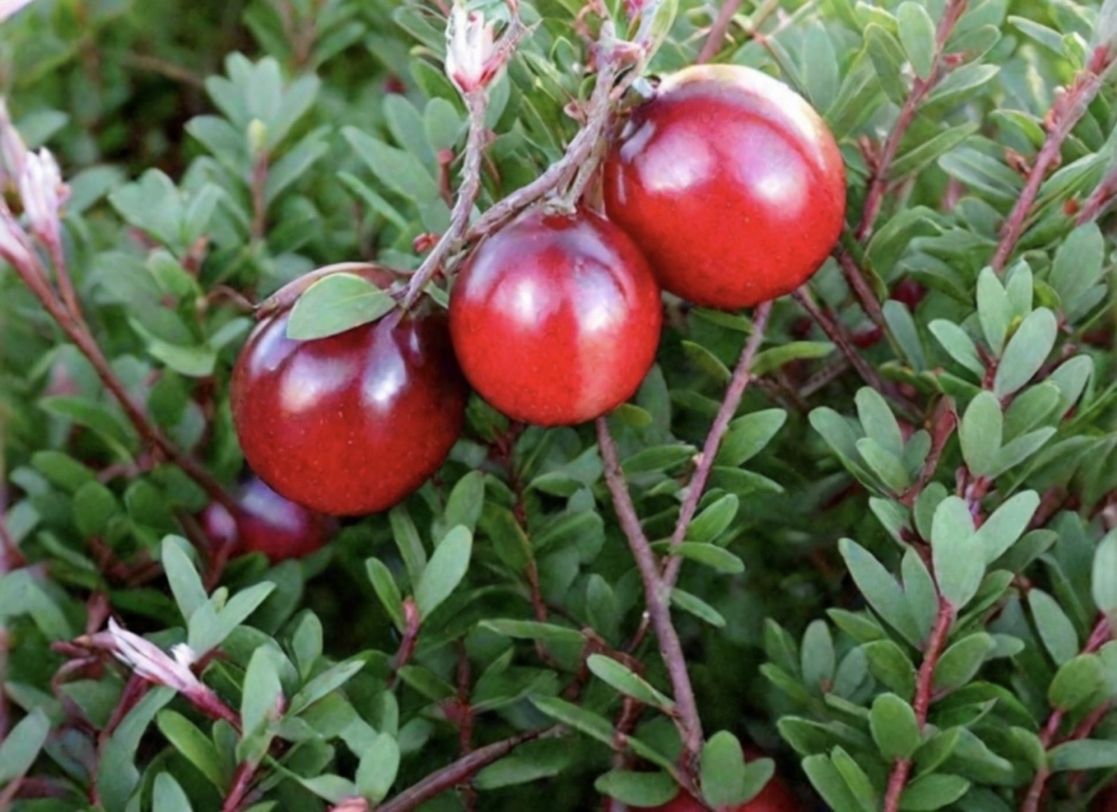 Мүк җиләгеннән чәй