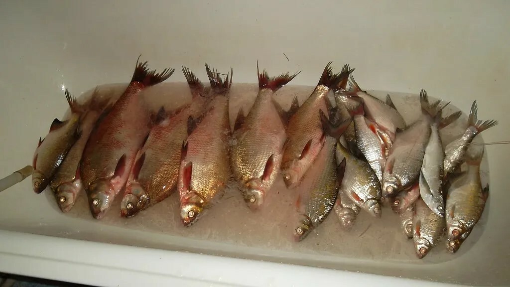 Ирек ФӘТХЕЛИСЛАМОВ. Балыкчы маҗаралары