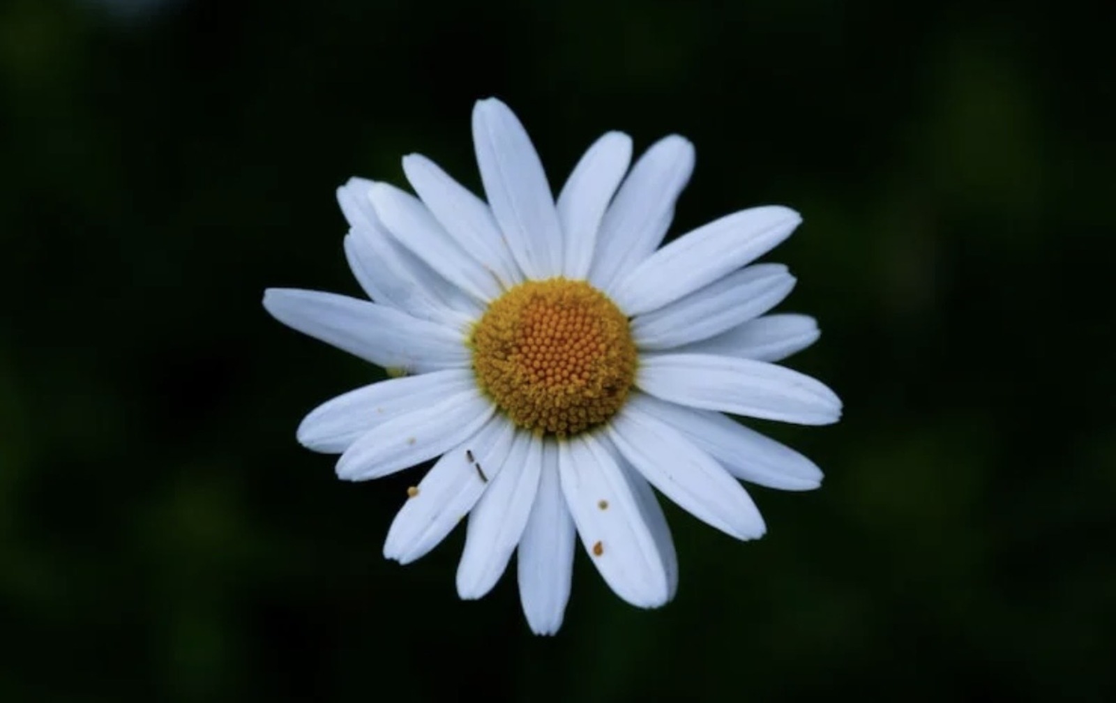 Биттәге ялкынсынуларны бетерәбез