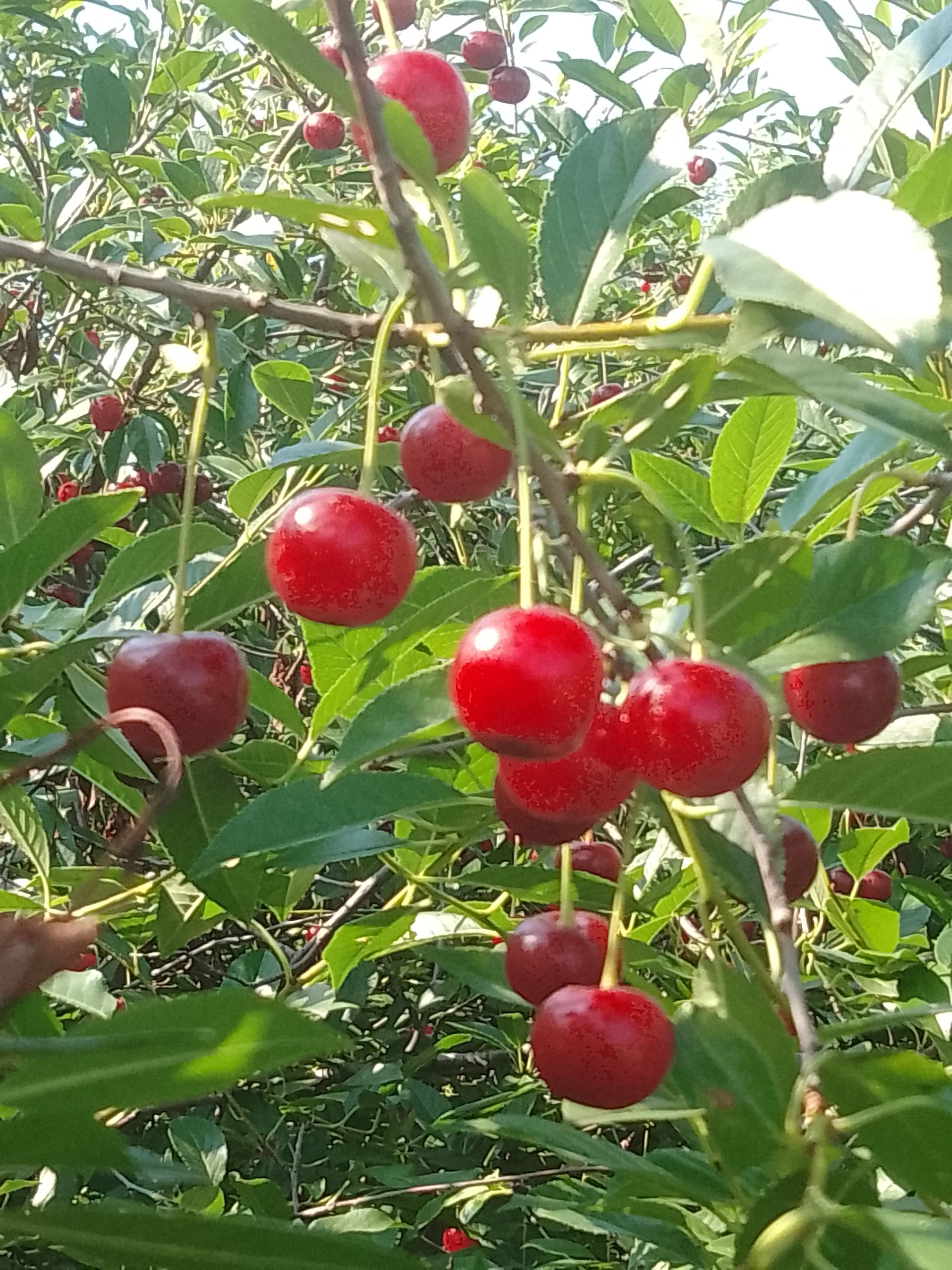 Зәйфә САЛИХОВА. “Әтиемнеке ул...”